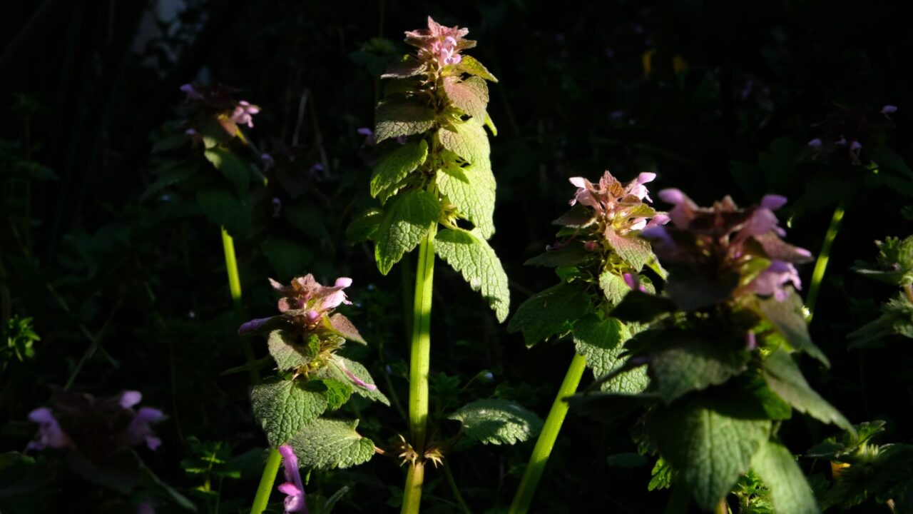 朝日のスポットライトに浮かぶヒメオドリコソウ20190414