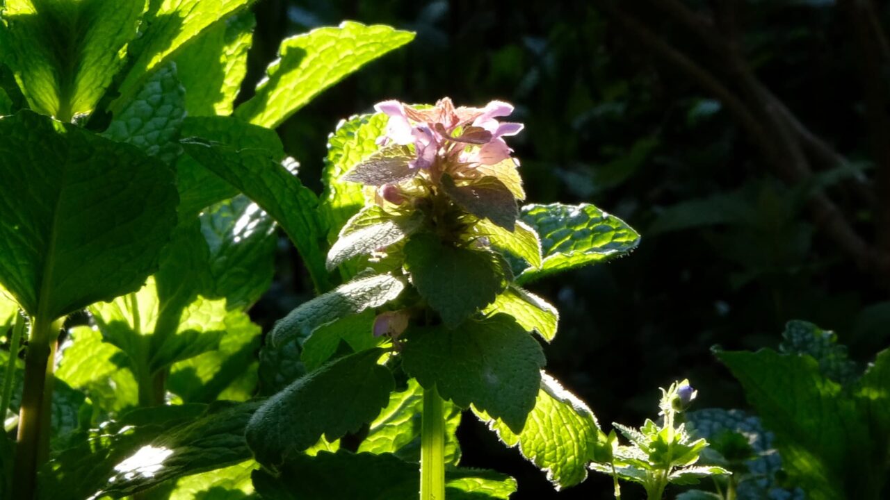 透過光で美しいヒメオドリコソウ20190414