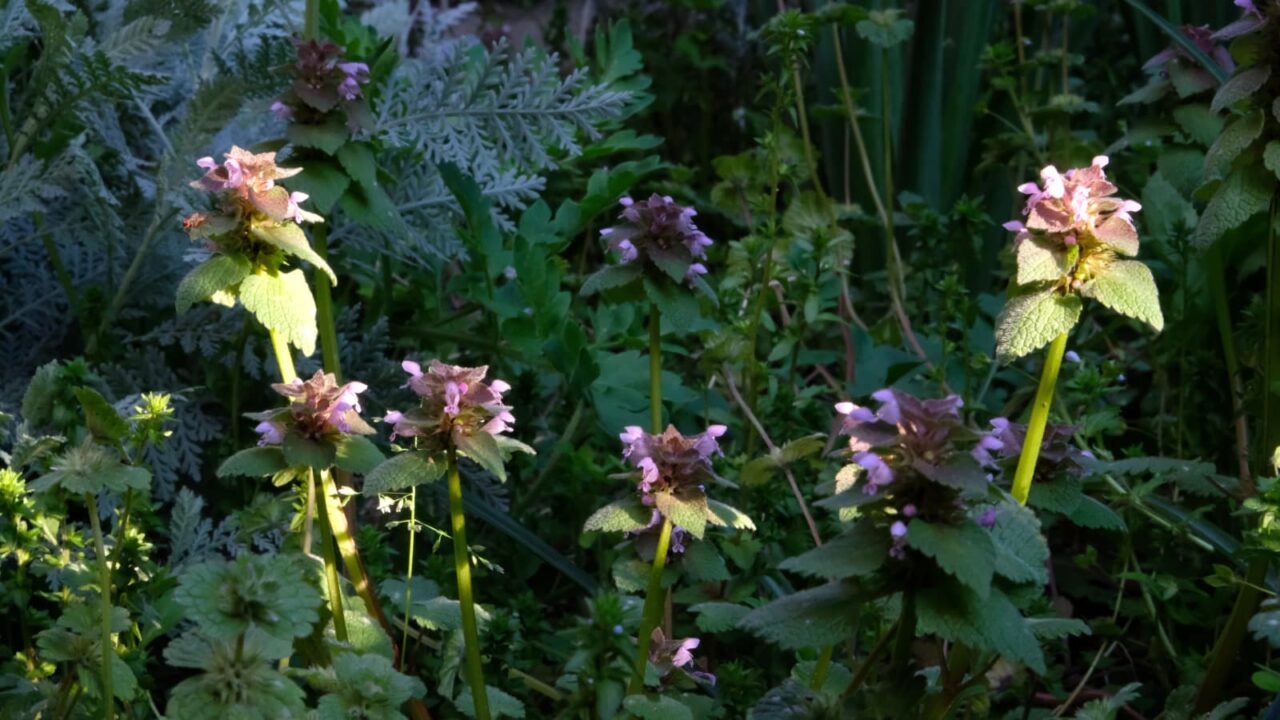 朝日のスポットライトに浮かぶヒメオドリコソウ20190416