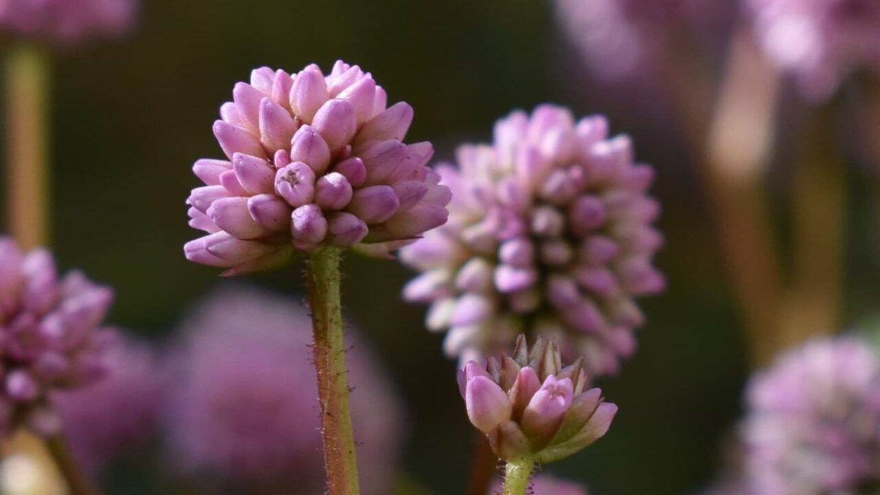 ヒメツルソバ20201122　二輪ドアップ