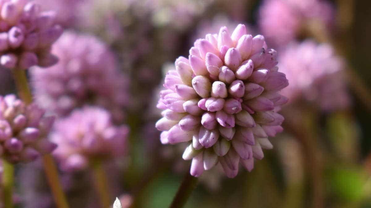 ヒメツルソバ20201122　一輪ドアップ（キャッチ画像）