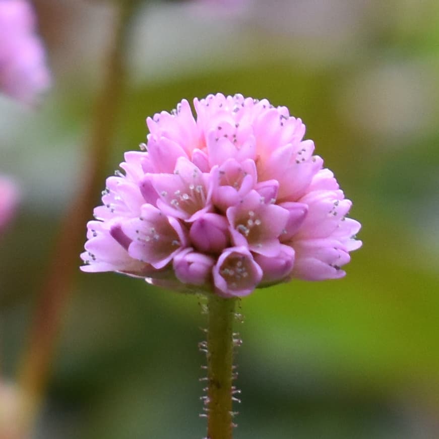 ヒメツルソバの美しい開花花20201213-1