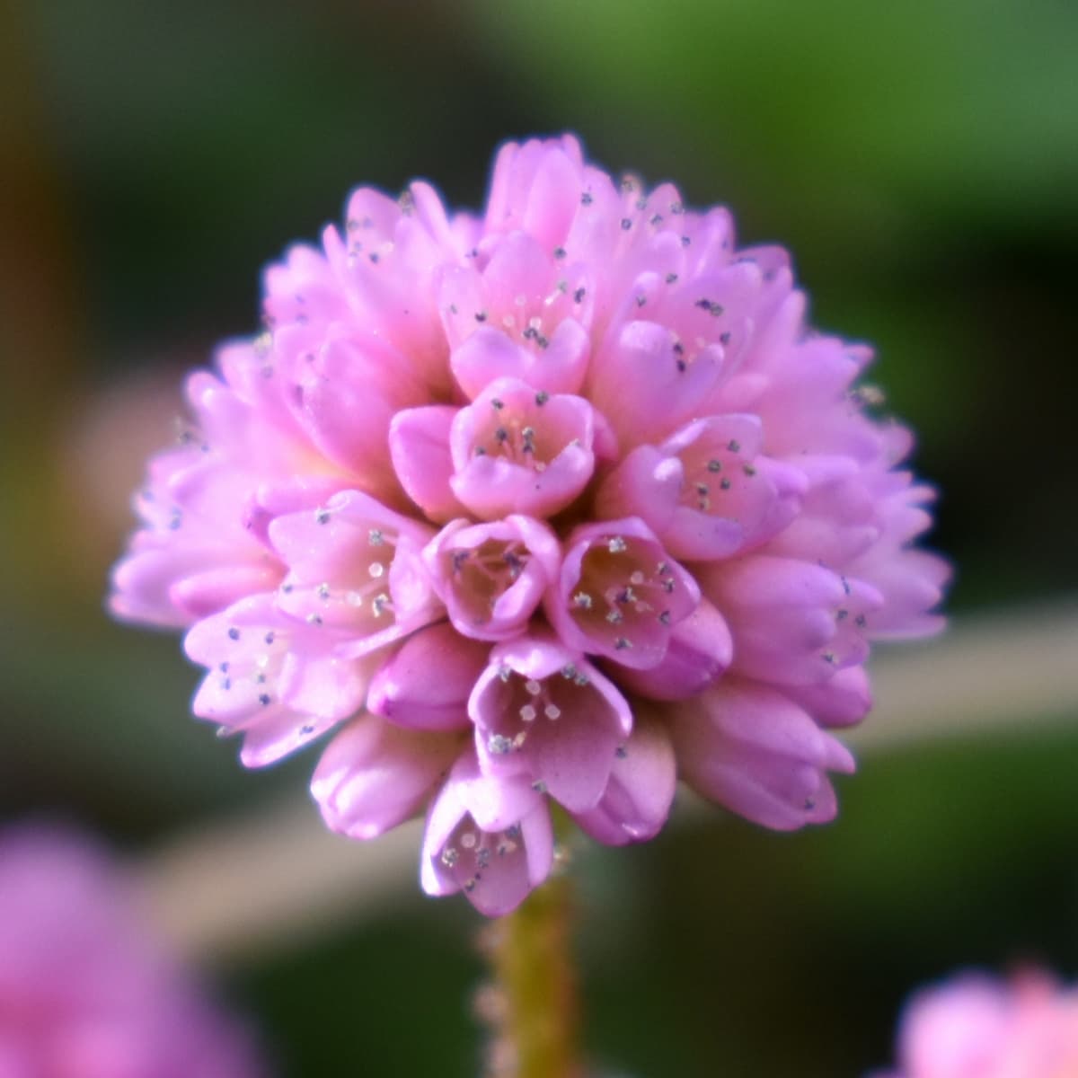 ヒメツルソバの美しい開花花20201217-2