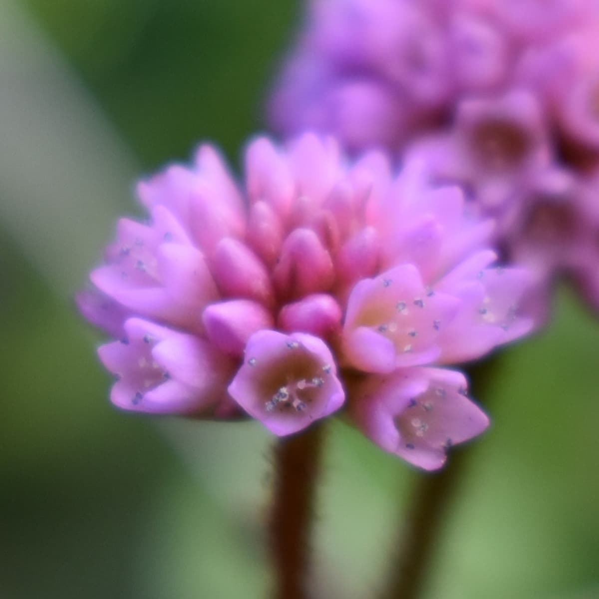 ヒメツルソバの美しい開花花20201217-3