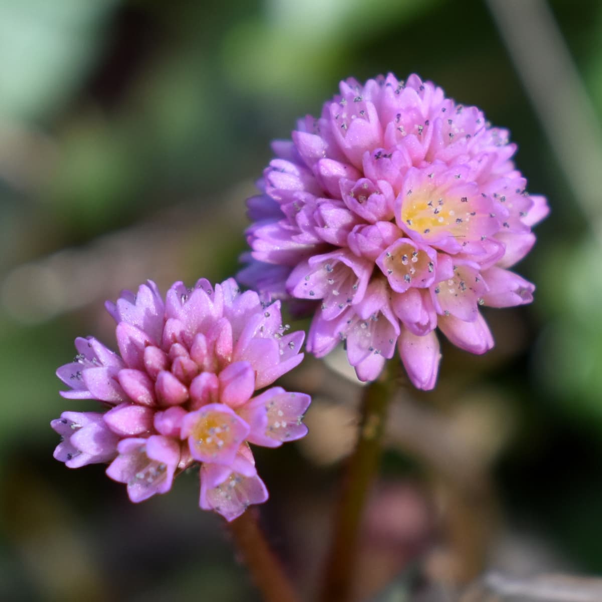 ヒメツルソバの美しい開花花20201217-4