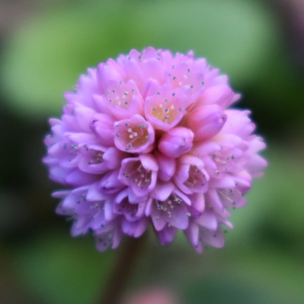 ヒメツルソバの美しい開花花20201218-2