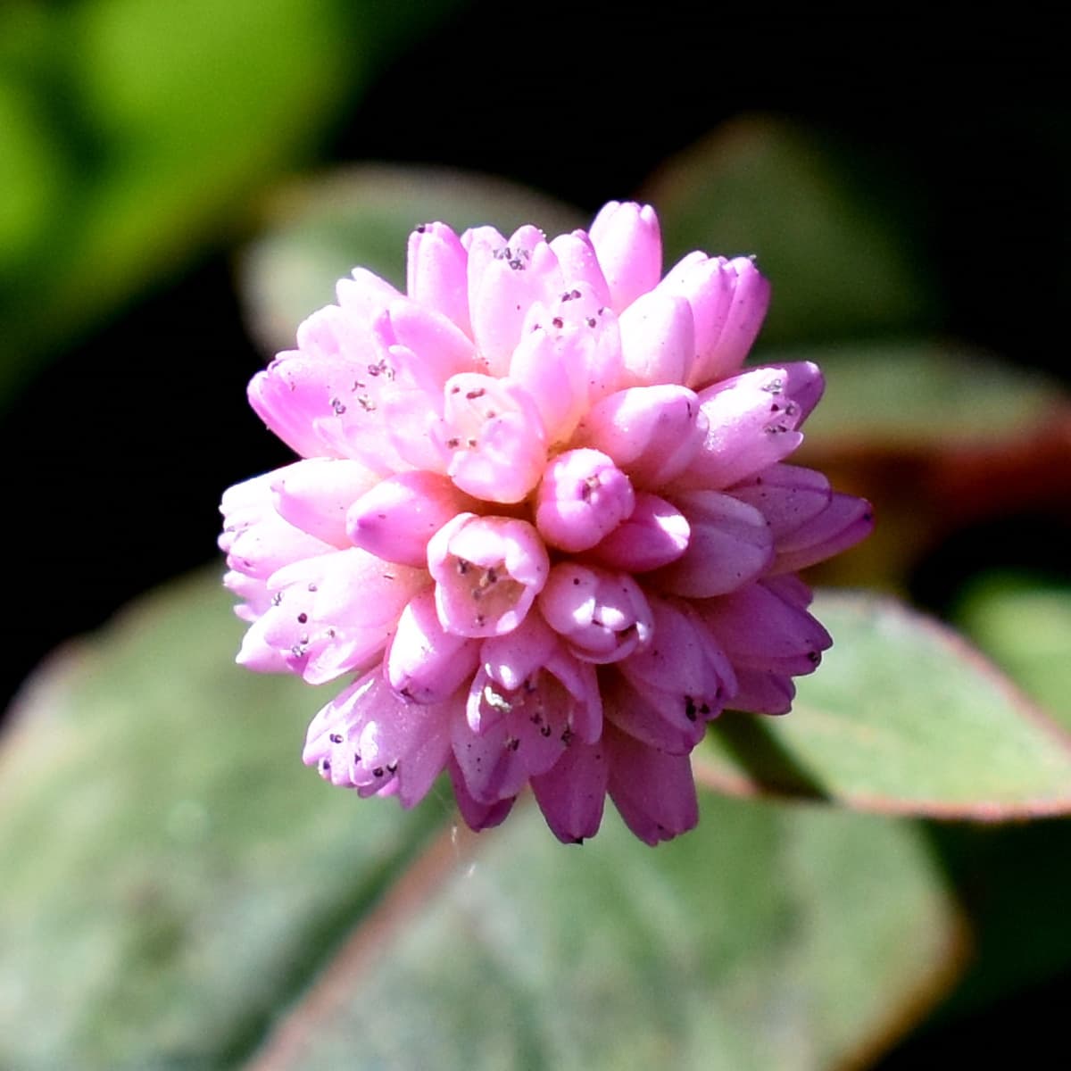 ヒメツルソバの美しい開花花20201218-4