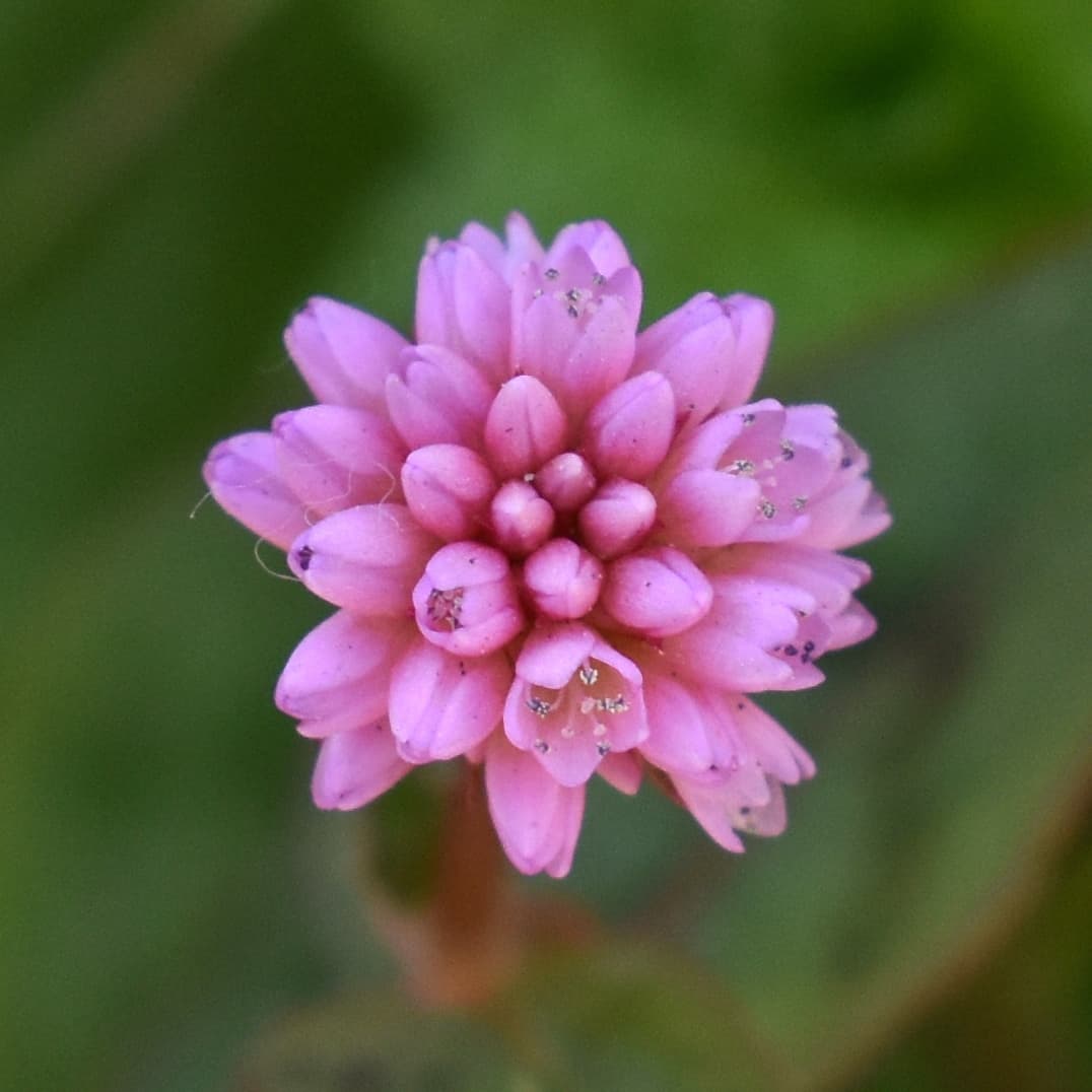 ヒメツルソバの美しい開花花20201218-5