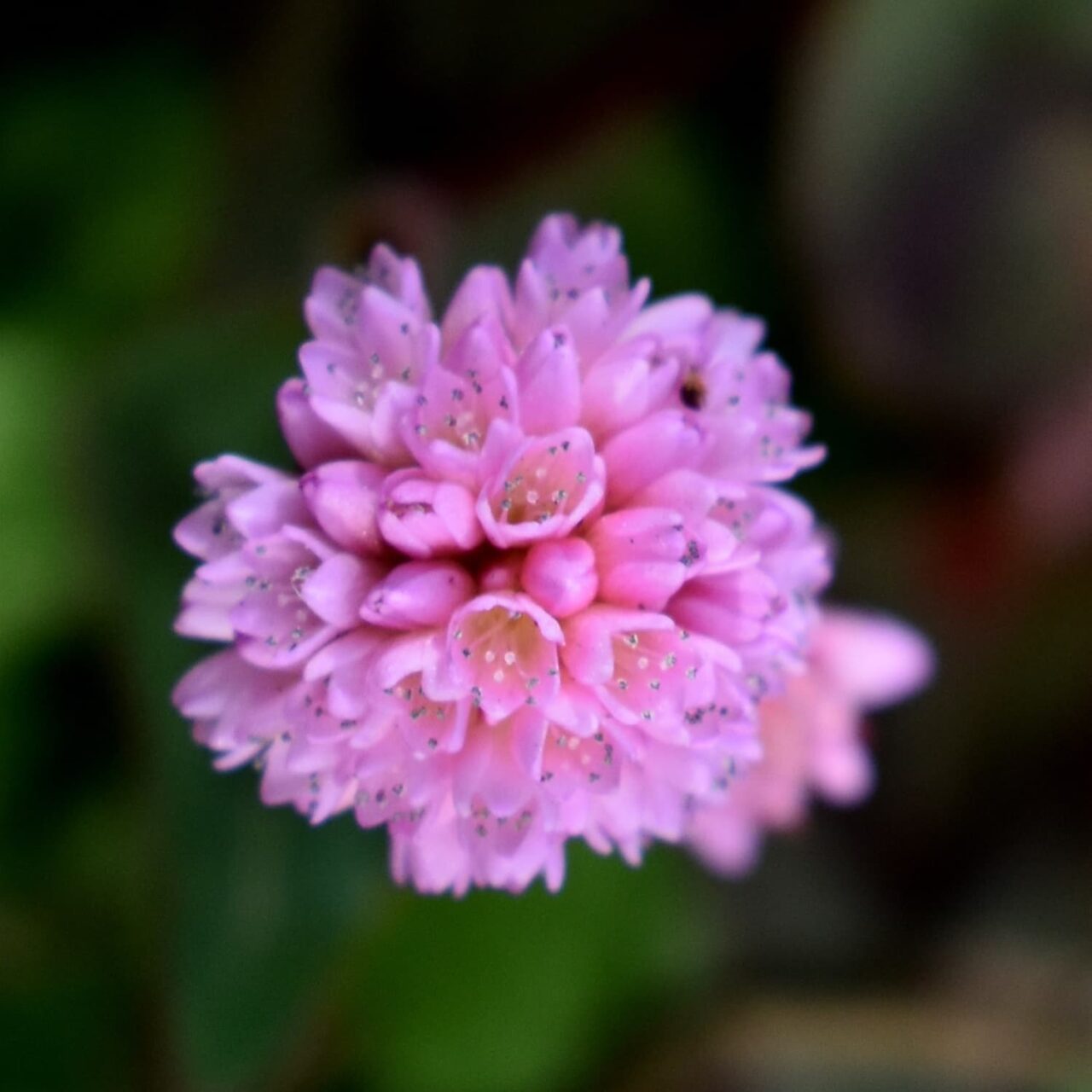 ヒメツルソバの美しい開花花20201218-6