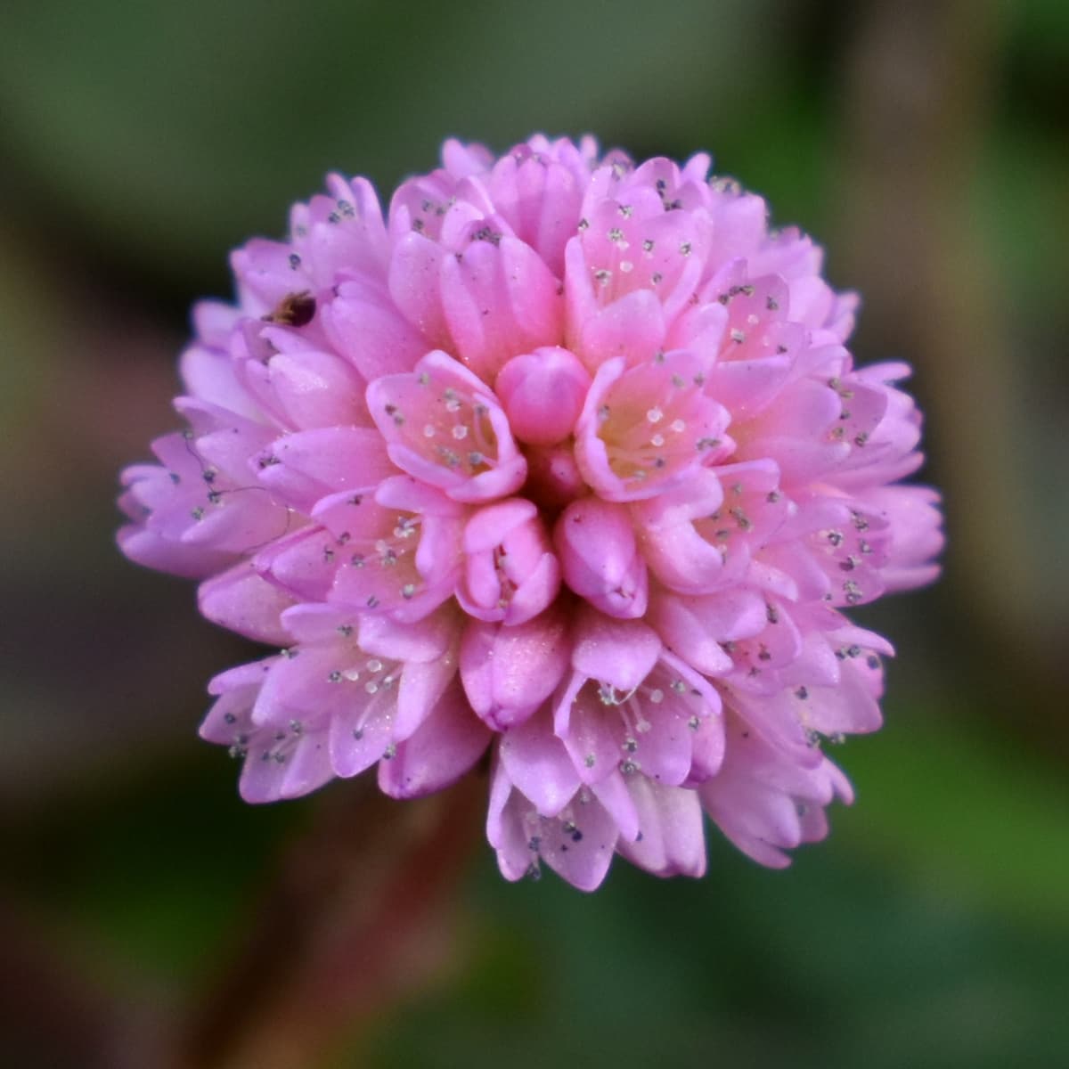 ヒメツルソバの美しい開花花20201218-7