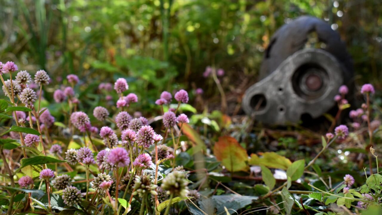 ロボ兵とヒメツルソバ20201214