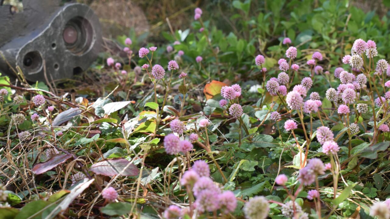 ヒメツルソバに埋もれたロボ兵20201214