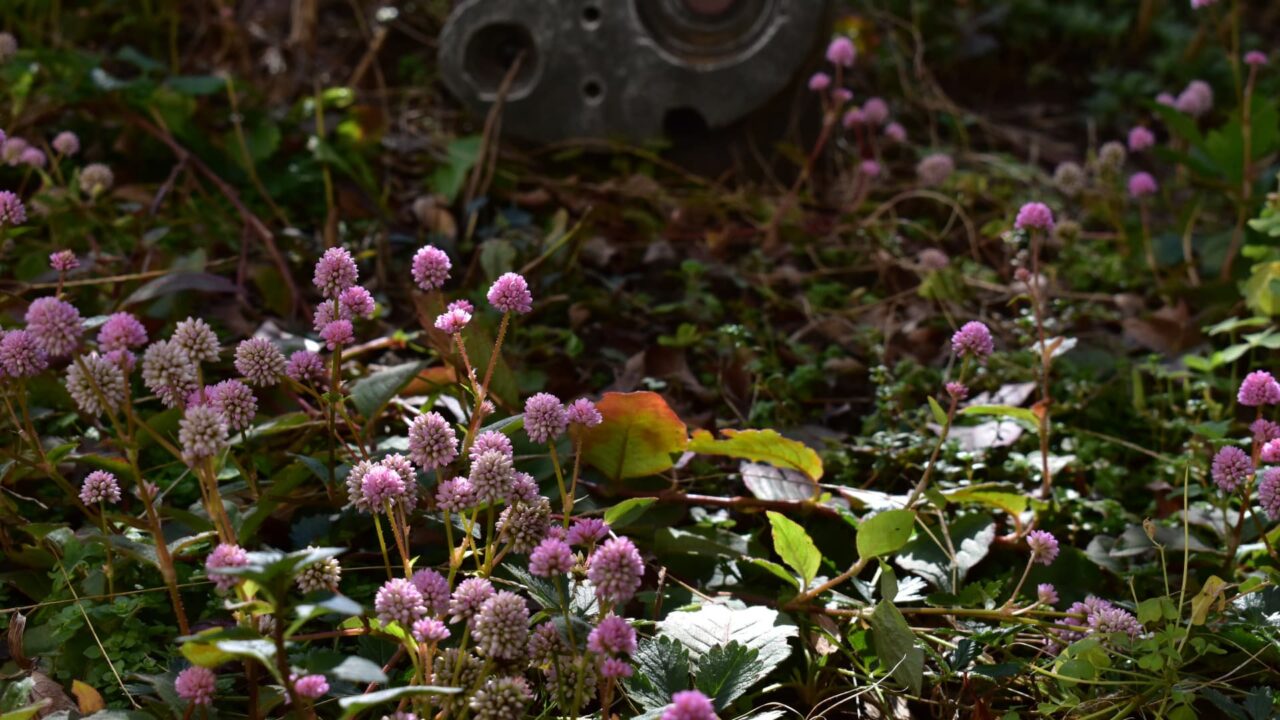 ロボ兵とヒメツルソバ20201215