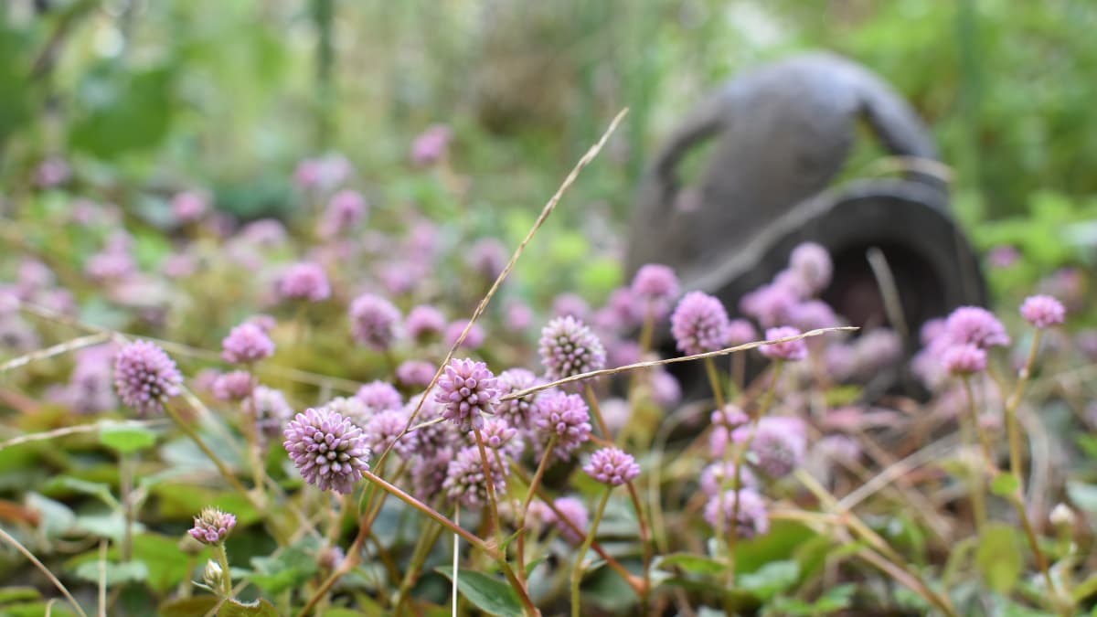 ロボ兵とヒメツルソバ20201122