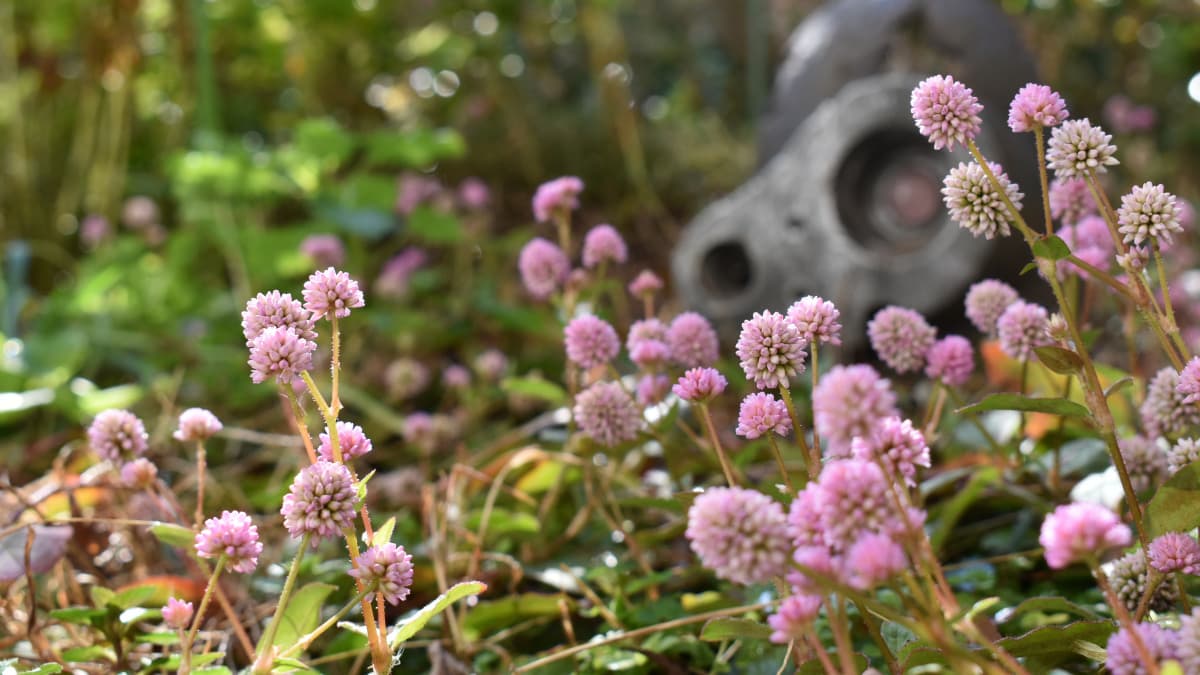 ロボ兵とヒメツルソバ20201214-1