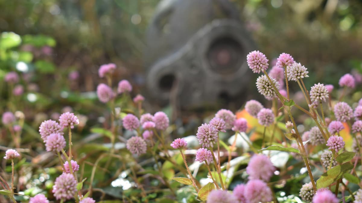 ロボ兵とヒメツルソバ20201214-2