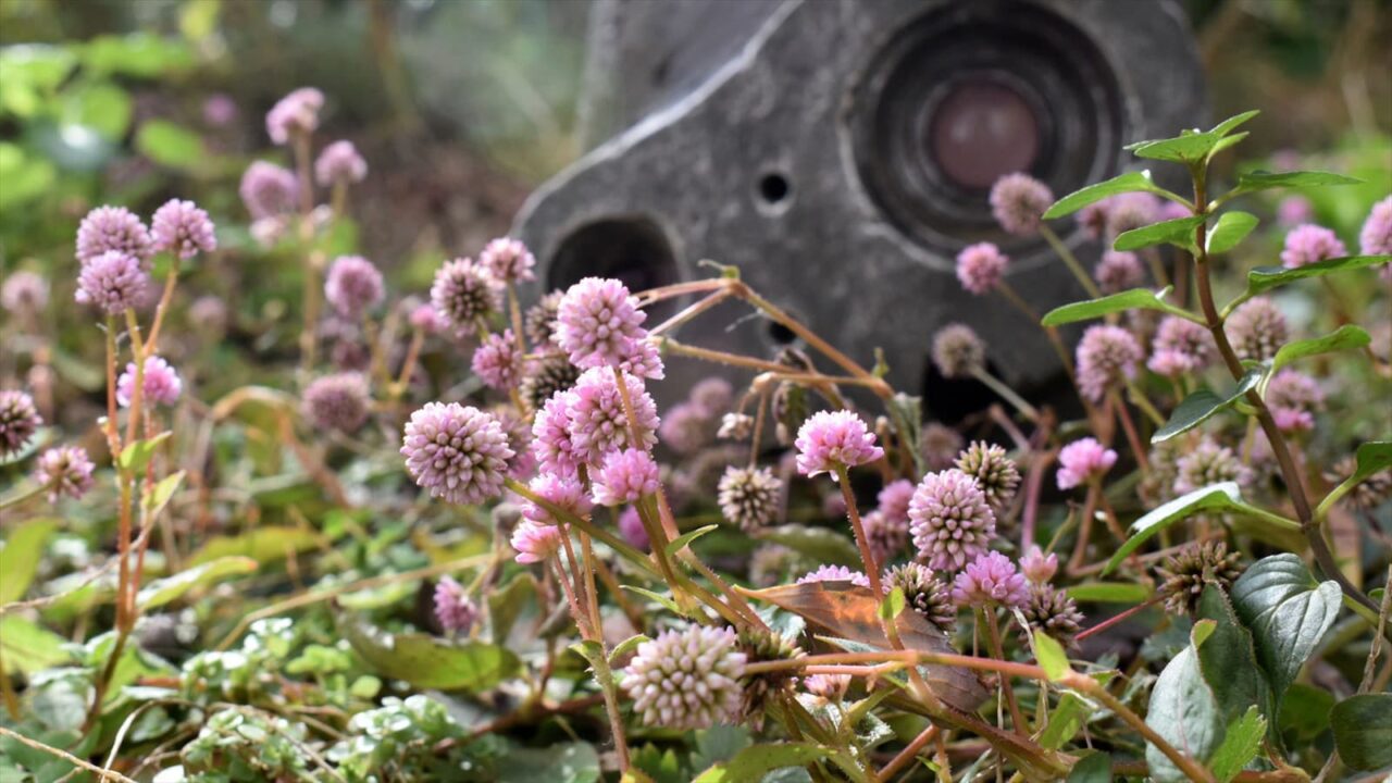 ヒメツルソバとロボ兵20201219