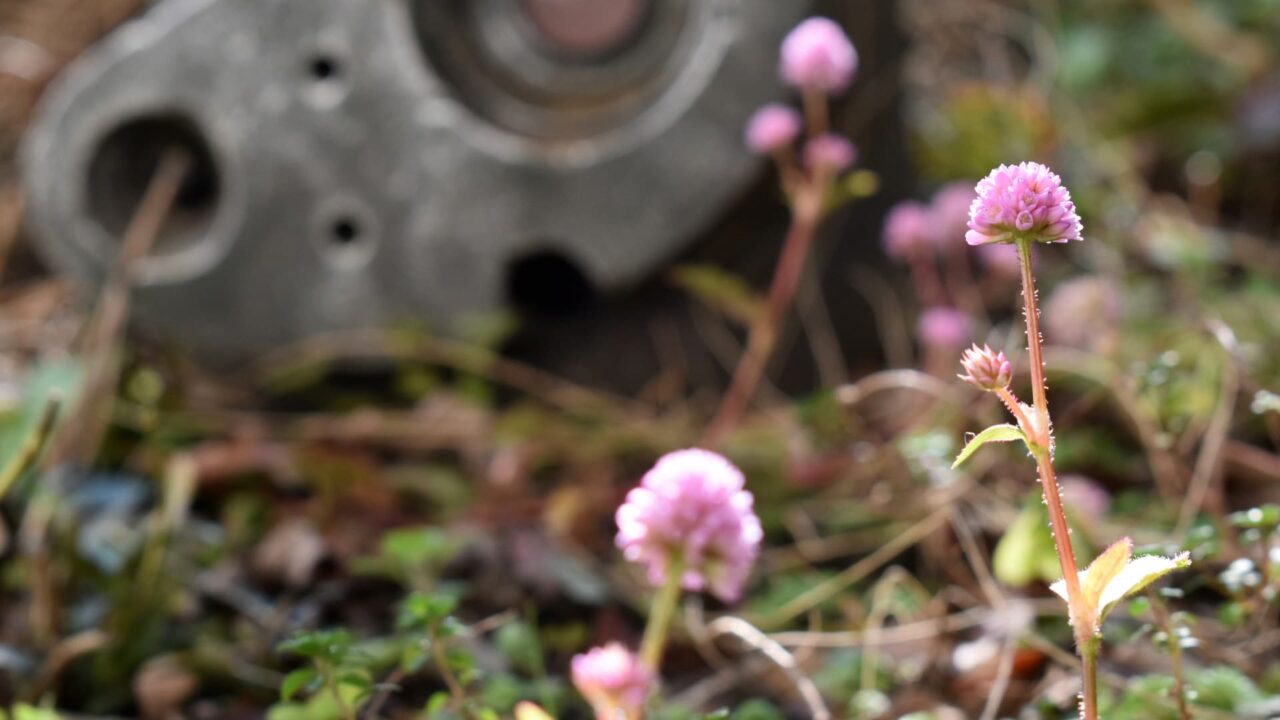 ロボ兵とヒメツルソバ20201215
