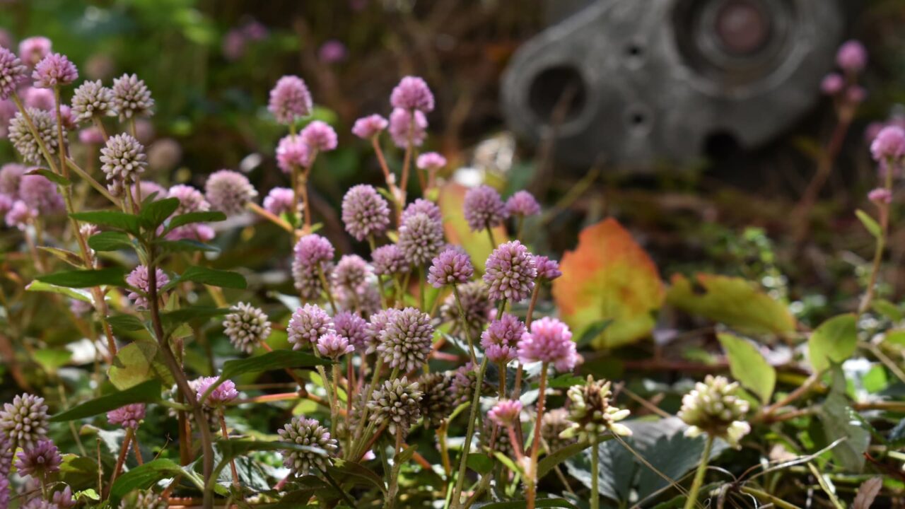 ロボ兵とヒメツルソバ20201216-2