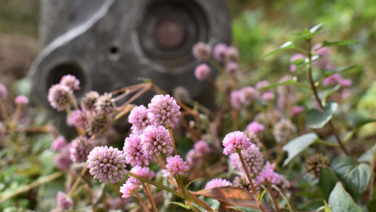 ロボ兵とヒメツルソバ20201219