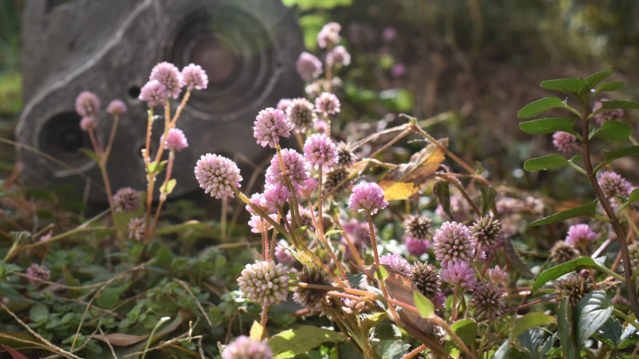 ロボ兵とヒメツルソバ20201220