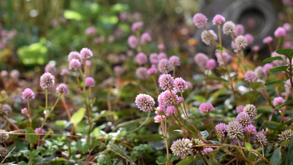 ロボ兵とヒメツルソバ20201215