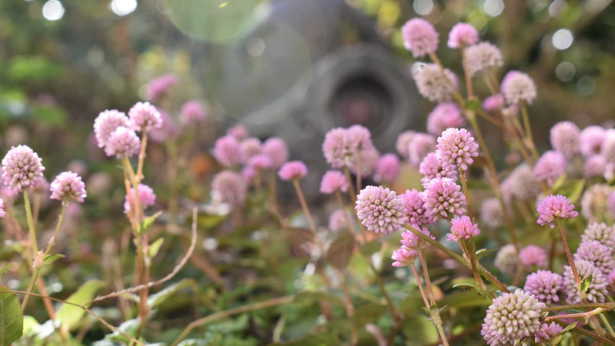 ロボ兵とヒメツルソバ20201216