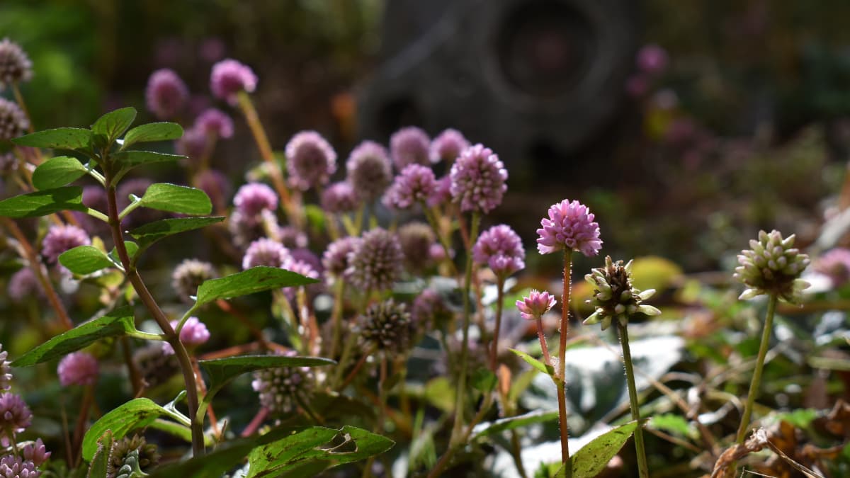 ロボ兵とヒメツルソバ20201217