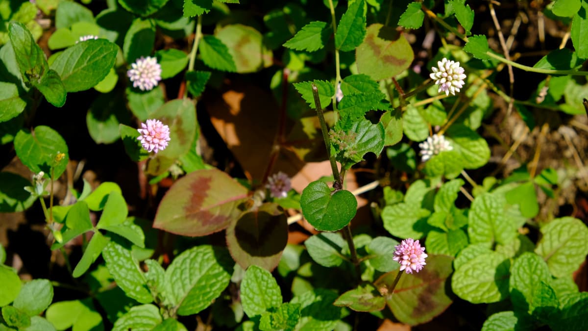 ヒメツルソバ20190516初植えℬ