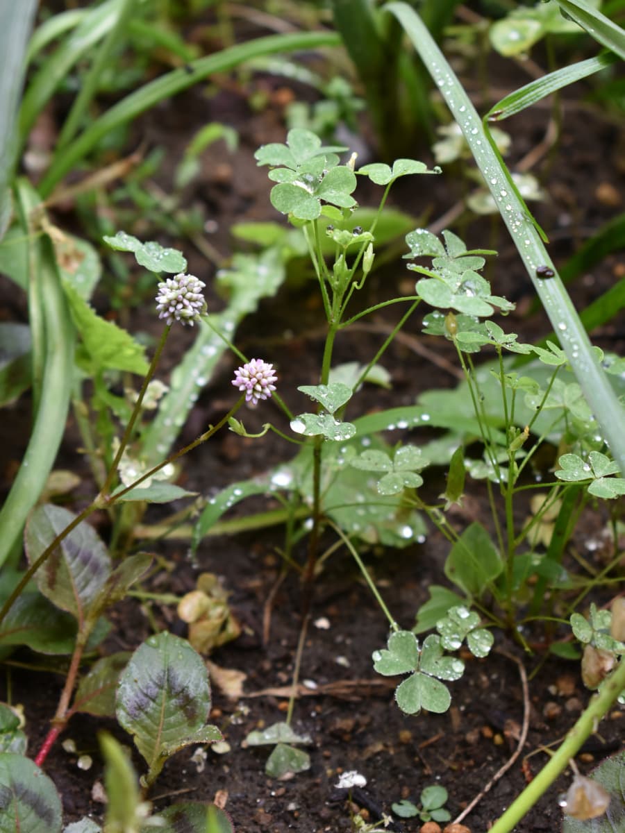 ヒメツルソバ20200614