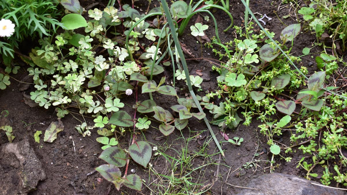 ヒメツルソバ20200615