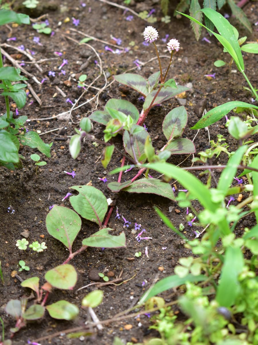 ヒメツルソバ20200621