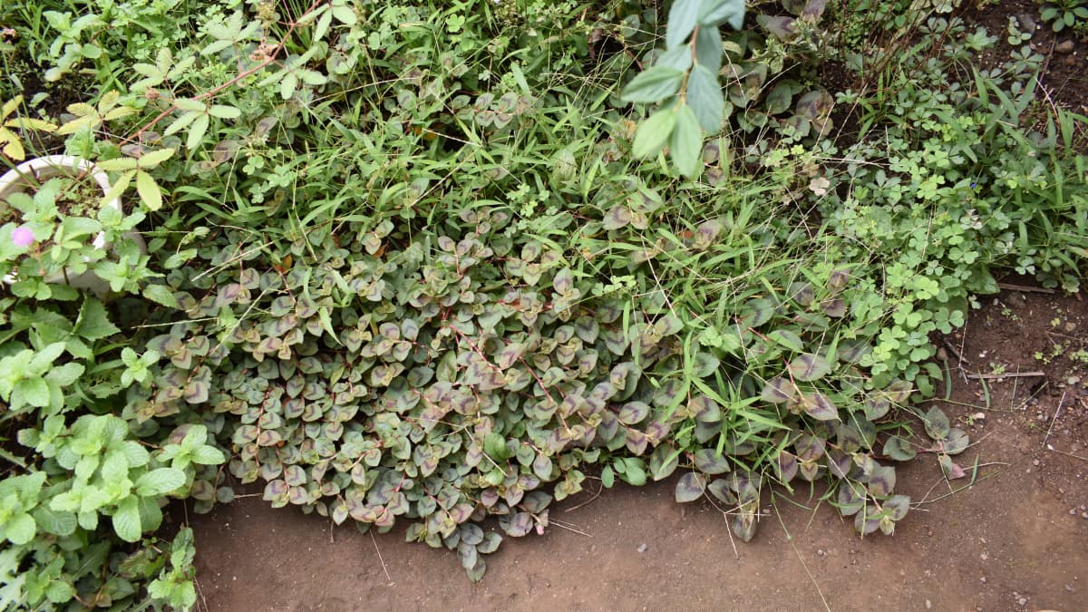 地面に広がったヒメツルソバ20200920