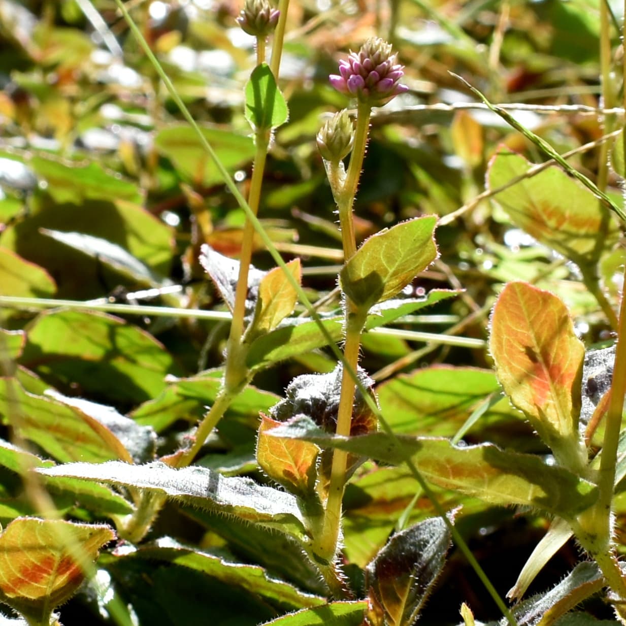 ヒメツルソバ20201018立ち姿