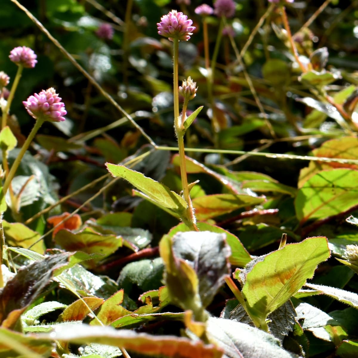 ヒメツルソバ20201018立ち姿2