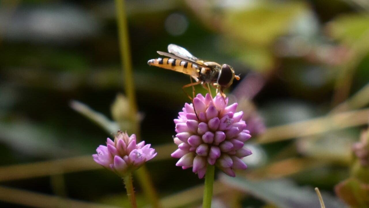 ヒメツルソバ20201018虻が蜜を吸いに来る