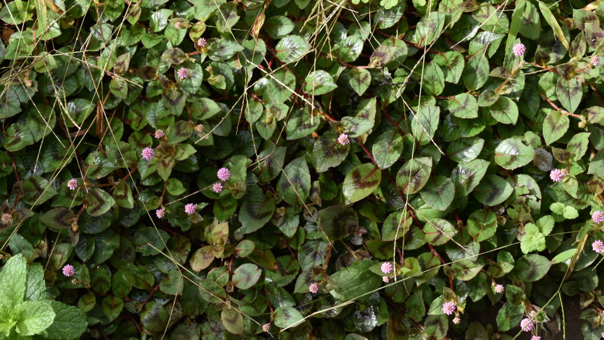 ヒメツルソバ20201018花が咲き始める