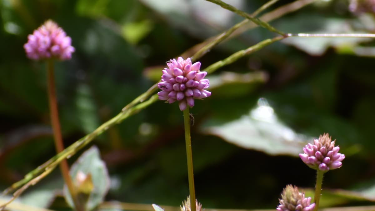 ヒメツルソバ20201020小さな虫が頭を突っ込んでいる