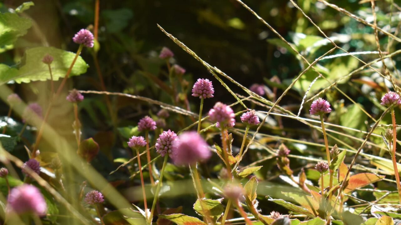 ヒメツルソバ20201021花が繁茂し始める