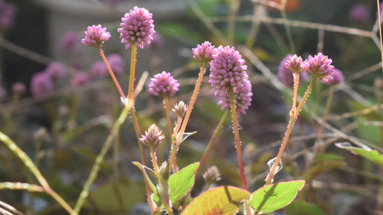 ヒメツルソバ20201029　秋の光を浴びて
