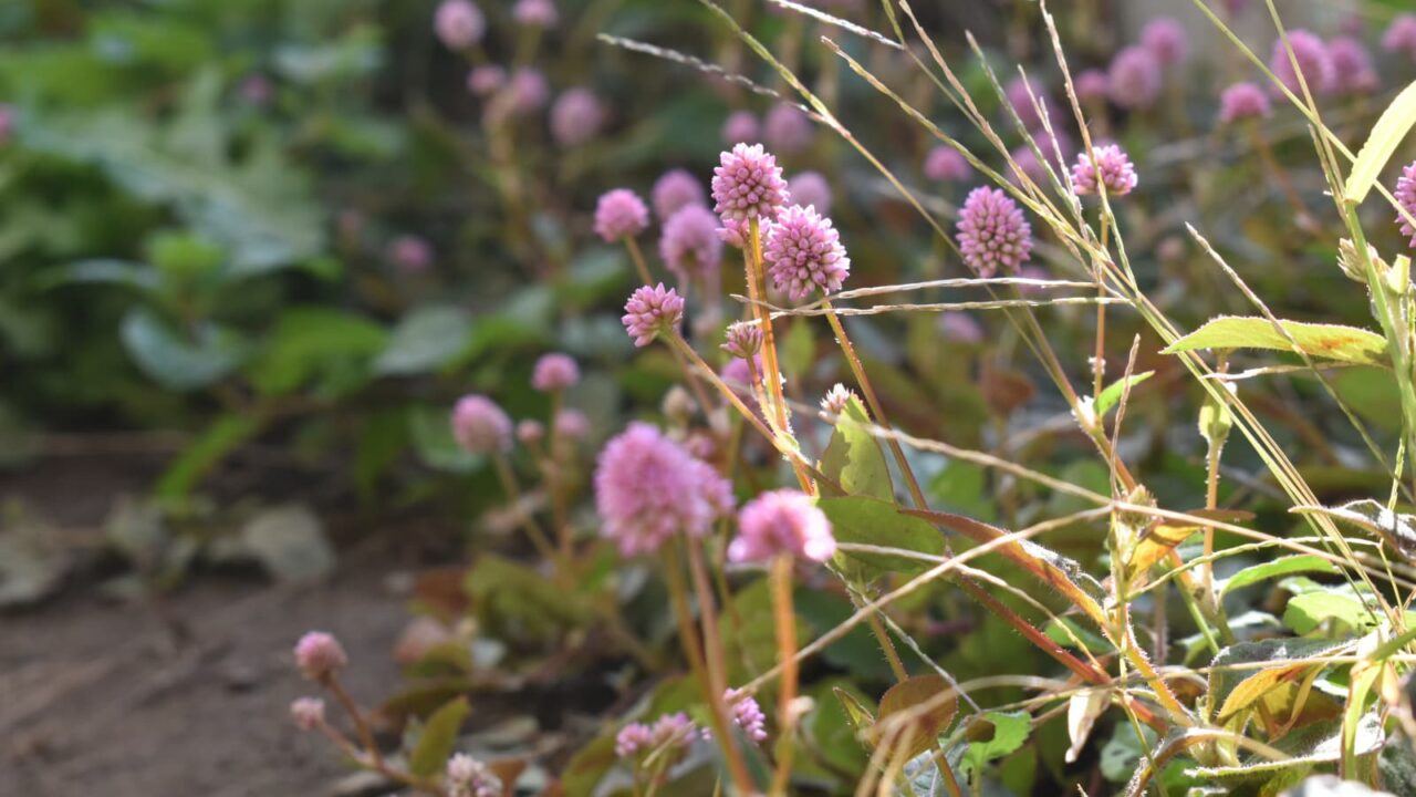 ヒメツルソバ20201029　道端の群像