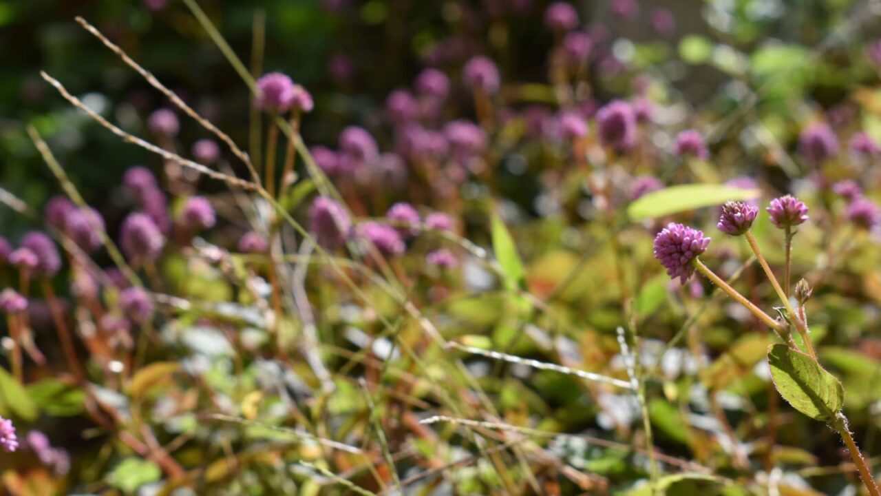 庭で咲き誇るヒメツルソバ20201031-1