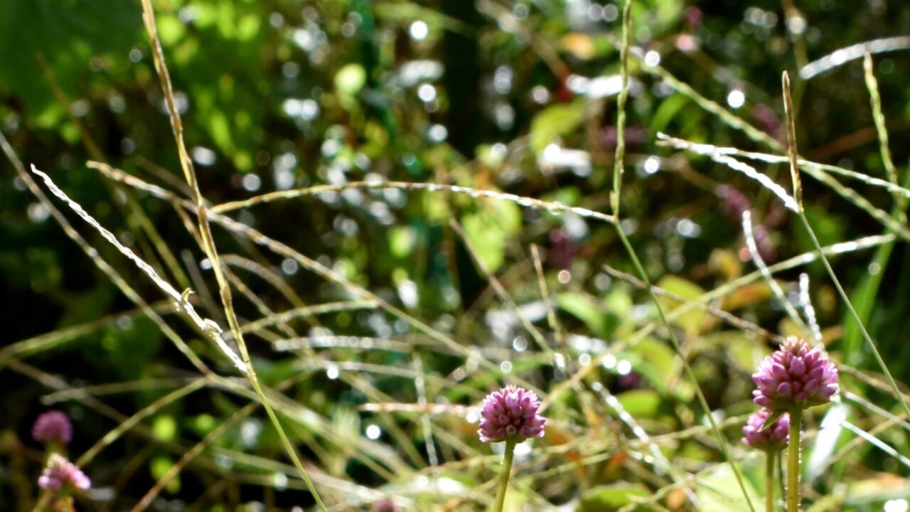 ヒメツルソバとオーブ202010-1