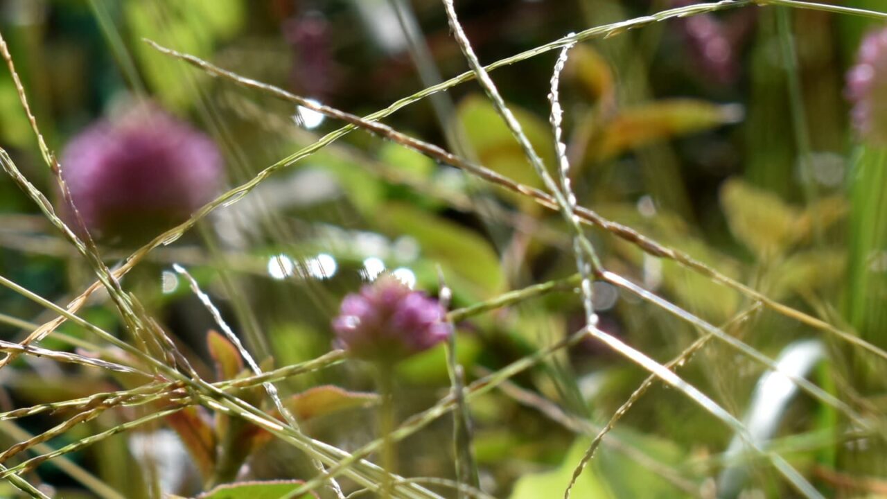 ヒメツルソバとオーブ202010-10