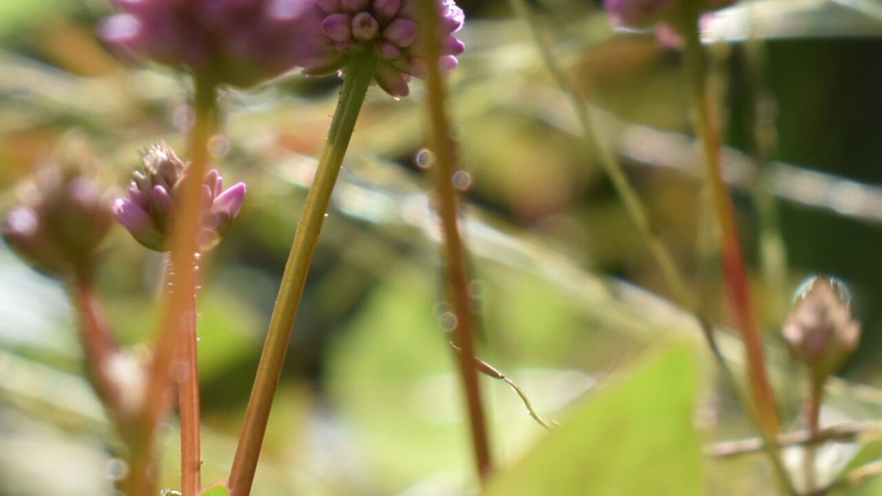 ヒメツルソバとオーブ202010-11