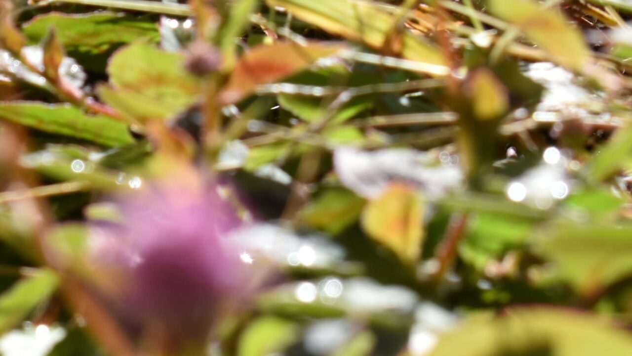 ヒメツルソバとオーブ202010-12