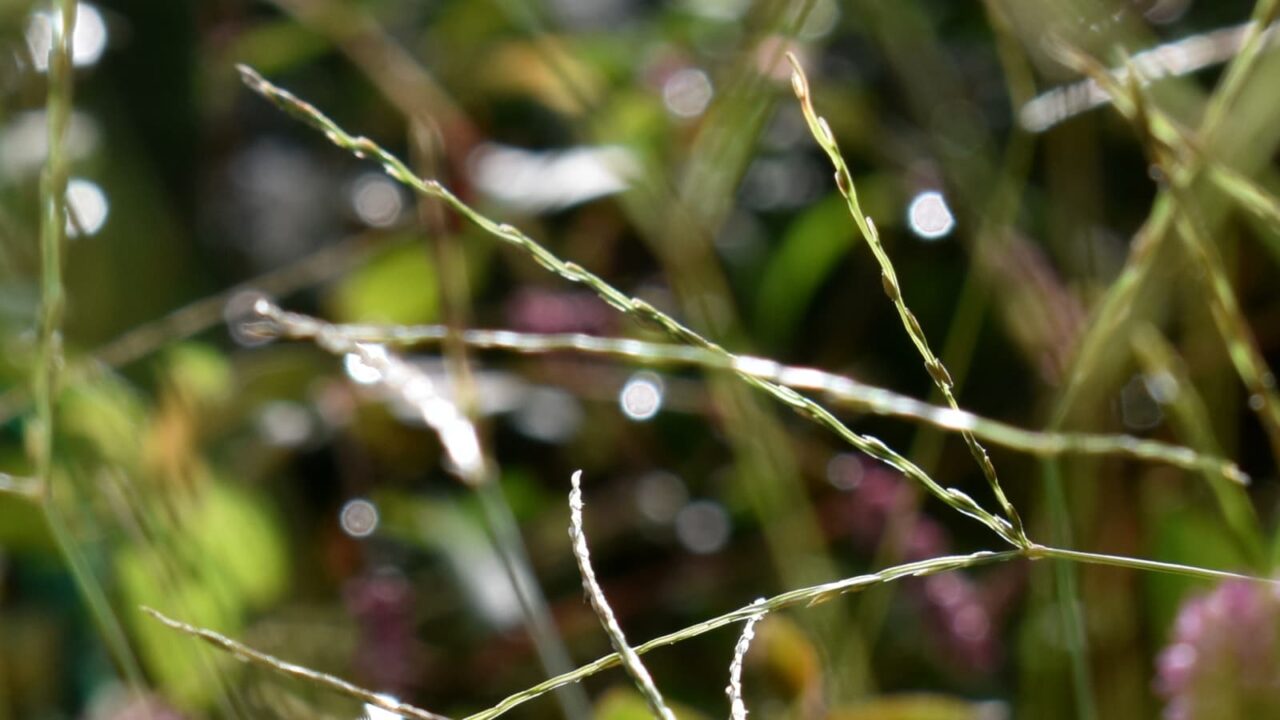 ヒメツルソバとオーブ202010-14