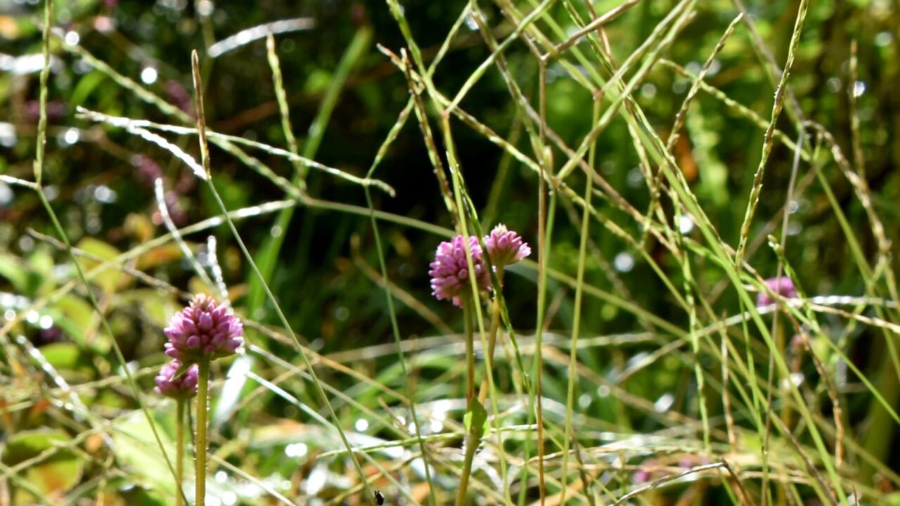 ヒメツルソバとオーブ202010-2