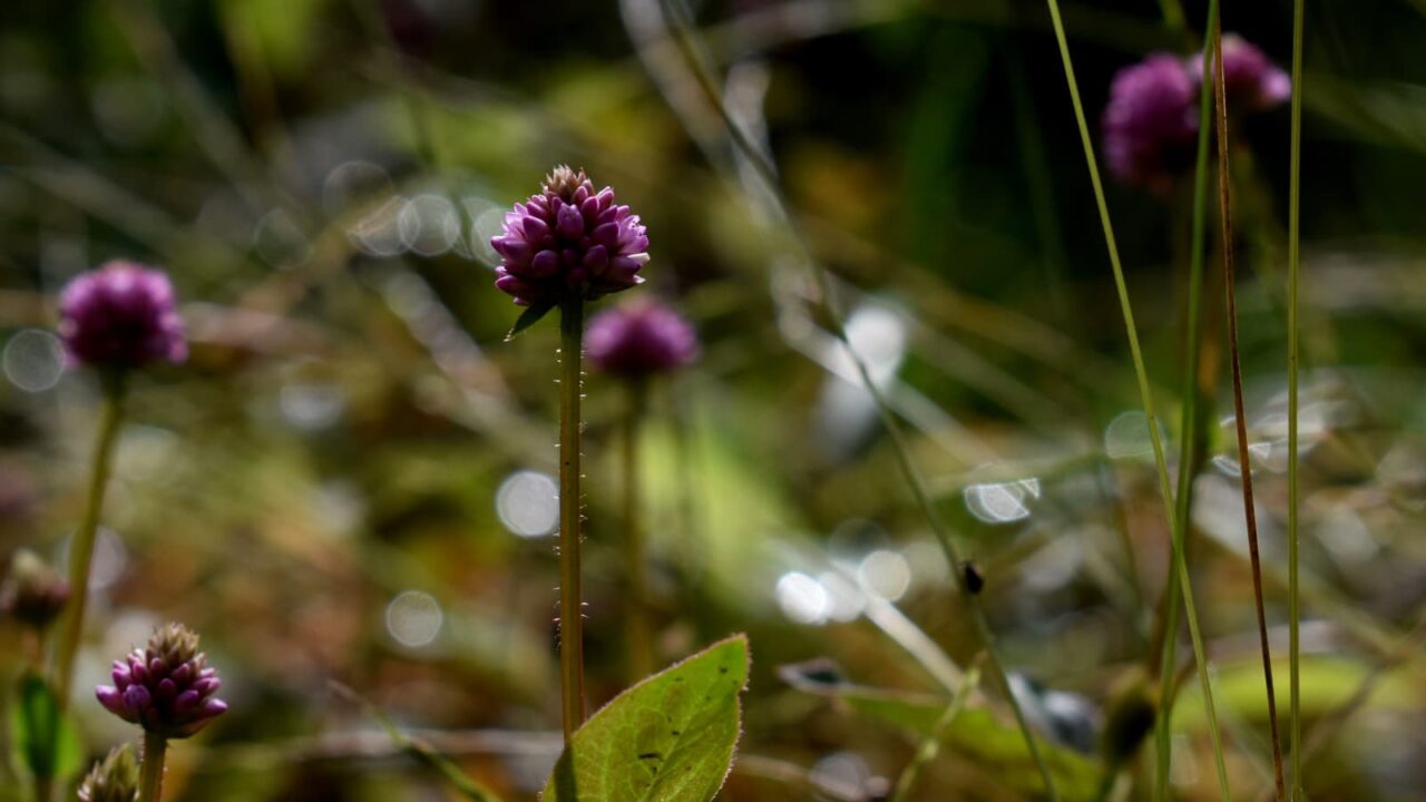 ヒメツルソバとオーブ202010-3