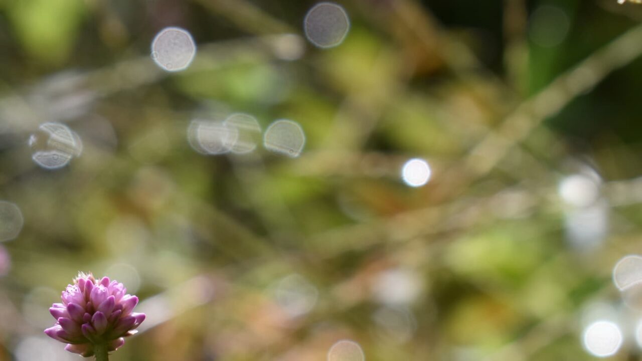 ヒメツルソバとオーブ202010-4